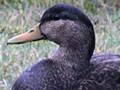 American Black Duck
